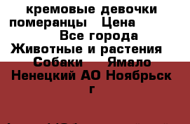 кремовые девочки померанцы › Цена ­ 30 000 - Все города Животные и растения » Собаки   . Ямало-Ненецкий АО,Ноябрьск г.